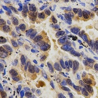 Caspase 9 p35 Rabbit Polyclonal Antibody