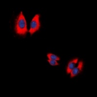 Caspase 9 p35 Rabbit Polyclonal Antibody