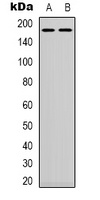 EGFR (Phospho-Y1197) Antibody