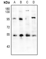 HNF4 alpha Rabbit Polyclonal Antibody