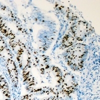 HNF4 alpha Rabbit Polyclonal Antibody