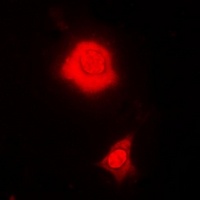 RBFOX3 Antibody