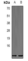 Defensin beta 132 Rabbit Polyclonal Antibody