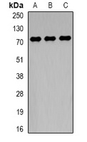TCF4 Rabbit Polyclonal Antibody