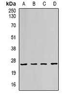 RAB11A Rabbit Polyclonal Antibody
