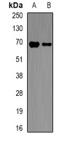 p67 phox Rabbit Polyclonal Antibody