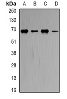 CBS Rabbit Polyclonal Antibody
