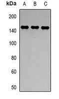 CD288 Rabbit Polyclonal Antibody