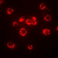 CD288 Rabbit Polyclonal Antibody