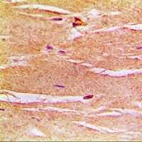 Frataxin Rabbit Polyclonal Antibody