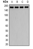 Dynactin 1 Rabbit Polyclonal Antibody