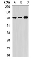 HSPA1L Antibody