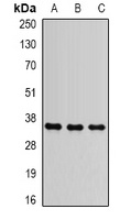 SLC25A4 Antibody