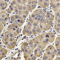 GPx-4 Antibody
