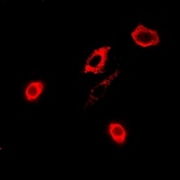 GPx-4 Antibody