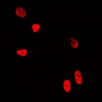 WDR5 Rabbit Polyclonal Antibody