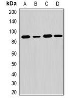 EXT1 Rabbit Polyclonal Antibody
