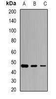 SCCPDH Rabbit Polyclonal Antibody