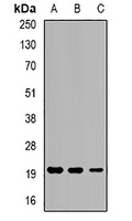 Eppin Rabbit Polyclonal Antibody