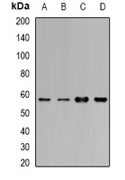 Cytochrome P450 1A1 Rabbit Polyclonal Antibody