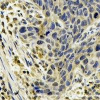 Cytochrome P450 1A1 Rabbit Polyclonal Antibody