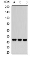 Dnmt3L Rabbit Polyclonal Antibody
