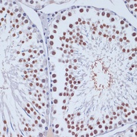 Dnmt3L Rabbit Polyclonal Antibody