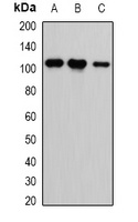 CASK Rabbit Polyclonal Antibody