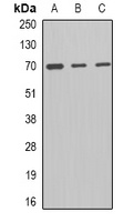 MCM-BP Rabbit Polyclonal Antibody