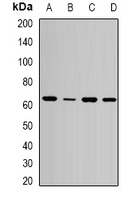 SPE39 Antibody