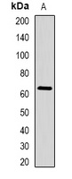 STAU1 Rabbit Polyclonal Antibody