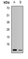 UQCR10 Antibody