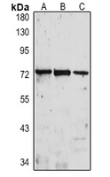 IL-1R3 Antibody