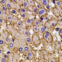 AP2-alpha-2 Antibody