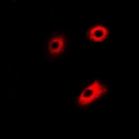 DLD Rabbit Polyclonal Antibody