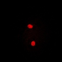 PRPF3 Rabbit Polyclonal Antibody