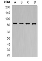 TLE1 Rabbit Polyclonal Antibody