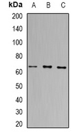 PRDM14 Antibody