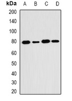 SH2B1 Rabbit Polyclonal Antibody