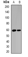 RAG-2 Antibody