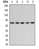 Bestrophin Rabbit Polyclonal Antibody