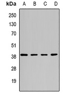 ATG3 Rabbit Polyclonal Antibody