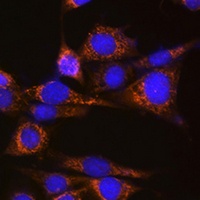 ATG3 Rabbit Polyclonal Antibody