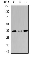 PICOT Antibody
