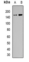 BAF155 Antibody