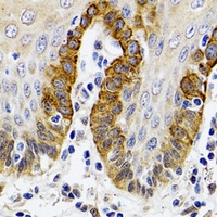 ESD Rabbit Polyclonal Antibody