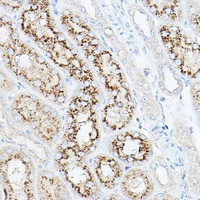 Neu1 Antibody