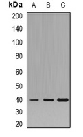 Pleckstrin Rabbit Polyclonal Antibody