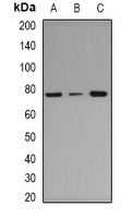 ArgRS Rabbit Polyclonal Antibody