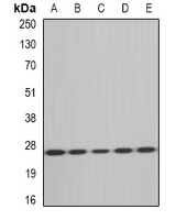 MsrA Antibody